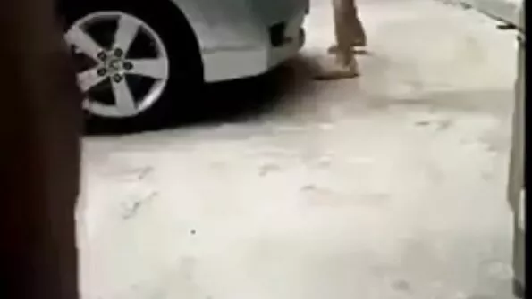 کیٹس چھوٹی میٹھی بلی